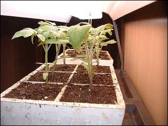 GerminationCabinets GerminationCabinets