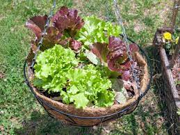 HangingLettuceBasket HangingLettuceBasket